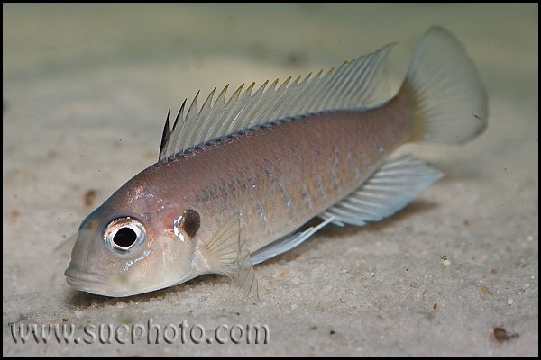 Triglachromis otostigma 'Chituta Bay'